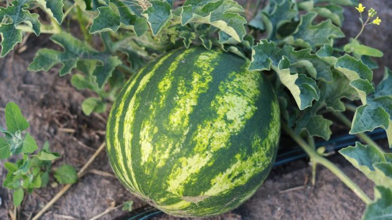Early ripe hybrid watermelon Top Gun from Dutch breeders