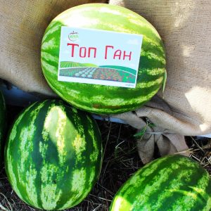 Early ripe hybrid watermelon Top Gun from Dutch breeders