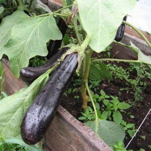 What is good about eggplant Ilya Muromets: reviews of summer residents and features of agricultural technology