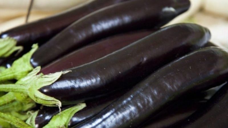 What is good about eggplant Ilya Muromets: reviews of summer residents and features of agricultural technology