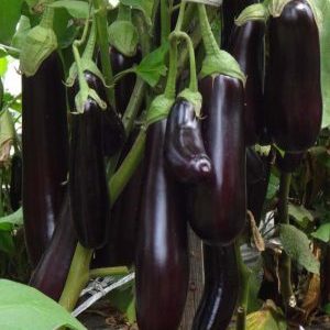 What is good about eggplant Ilya Muromets: reviews of summer residents and features of agricultural technology
