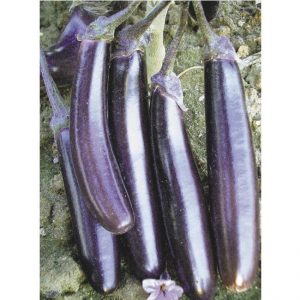 Unpretentious in care and amazing-tasting eggplant King of the market