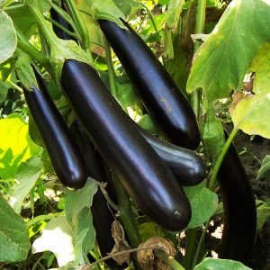 The heat-loving Valentine f1 eggplant hybrid from Dutch breeders