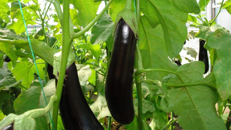 The heat-loving Valentine f1 eggplant hybrid from Dutch breeders