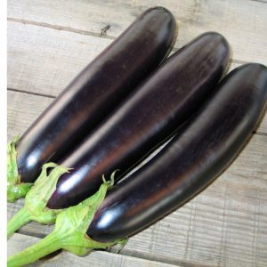 The heat-loving Valentine f1 eggplant hybrid from Dutch breeders