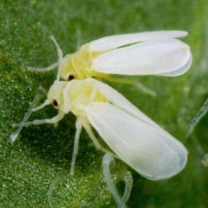 The best ways to treat eggplant diseases: photo and description