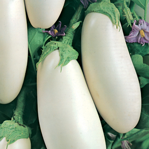 What difficulties does a summer resident need to prepare for when growing eggplant Taste of mushrooms?