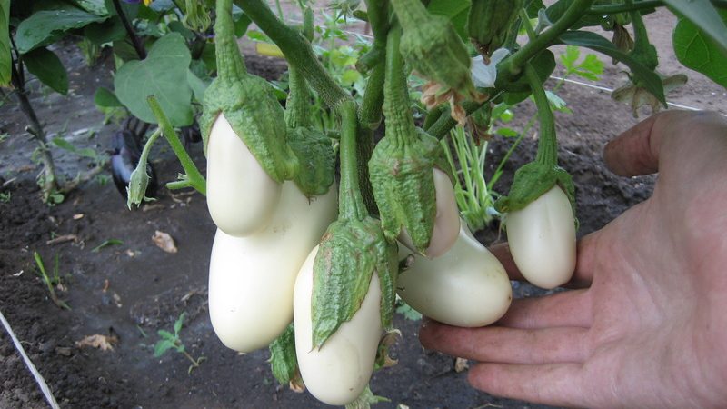 What difficulties does a summer resident need to prepare for when growing eggplant Taste of mushrooms?