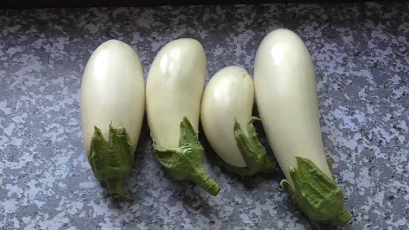 Pros and cons of Bibo eggplant and how to grow it