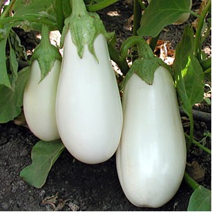 Pros and cons of Bibo eggplant and how to grow it