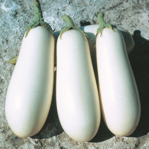Pros and cons of Bibo eggplant and how to grow it