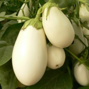 Pros and cons of Bibo eggplant and how to grow it