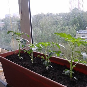 A rich harvest of tomatoes all year round: how to grow tomatoes on the balcony and what is needed for this