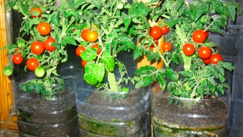 A rich harvest of tomatoes all year round: how to grow tomatoes on the balcony and what is needed for this