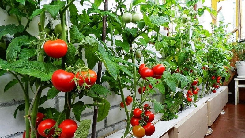 A rich harvest of tomatoes all year round: how to grow tomatoes on the balcony and what is needed for this