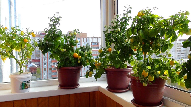 A rich harvest of tomatoes all year round: how to grow tomatoes on the balcony and what is needed for this