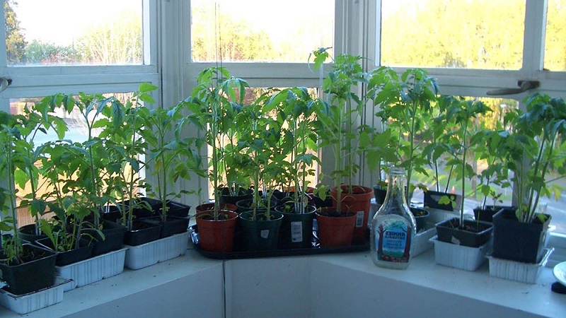 A rich harvest of tomatoes all year round: how to grow tomatoes on the balcony and what is needed for this