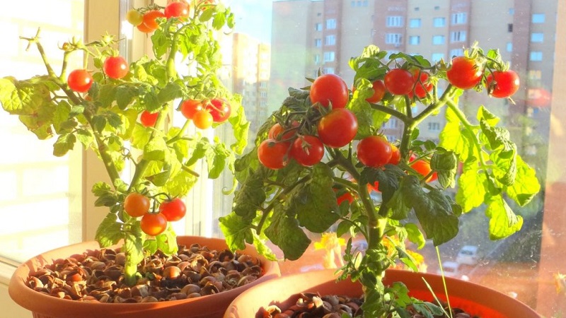 A rich harvest of tomatoes all year round: how to grow tomatoes on the balcony and what is needed for this
