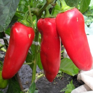Bulgarian pepper Merchant: advantages and disadvantages of the variety, the nuances of cultivation for a rich harvest
