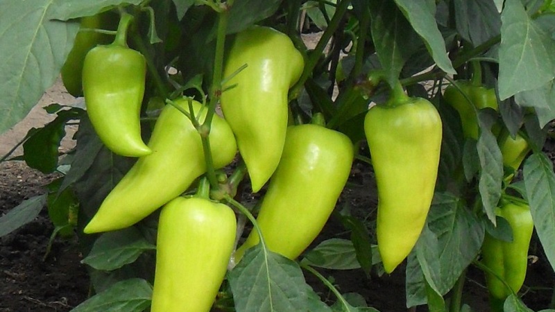 Bulgarian pepper Merchant: advantages and disadvantages of the variety, the nuances of cultivation for a rich harvest