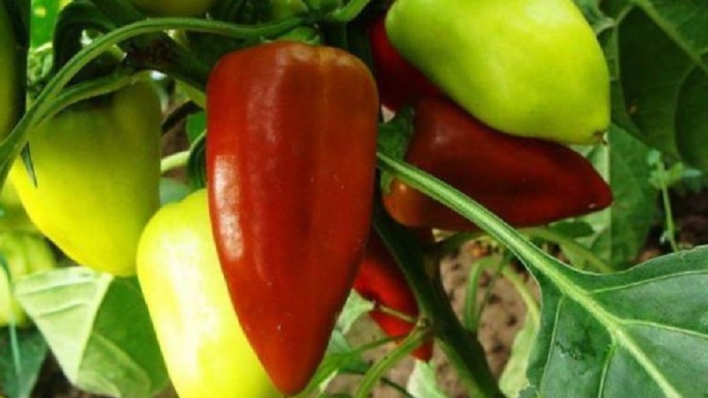 Bulgarian pepper Merchant: advantages and disadvantages of the variety, the nuances of cultivation for a rich harvest