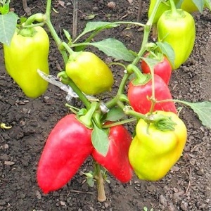 Bulgarian pepper Merchant: advantages and disadvantages of the variety, the nuances of cultivation for a rich harvest