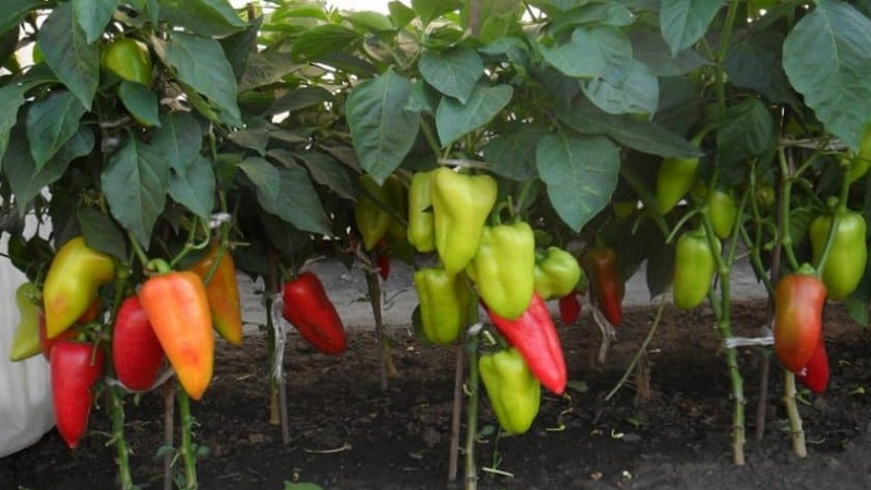 Bulgarian pepper Merchant: advantages and disadvantages of the variety, the nuances of cultivation for a rich harvest