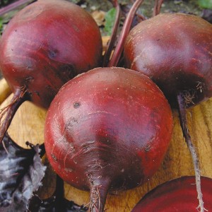 Bordeaux beetroot: ideal color and flavor for cooking and long-term storage