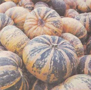 Why Almond Gourd is Good and How to Grow It