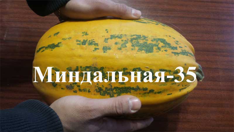 Why Almond Gourd is Good and How to Grow It