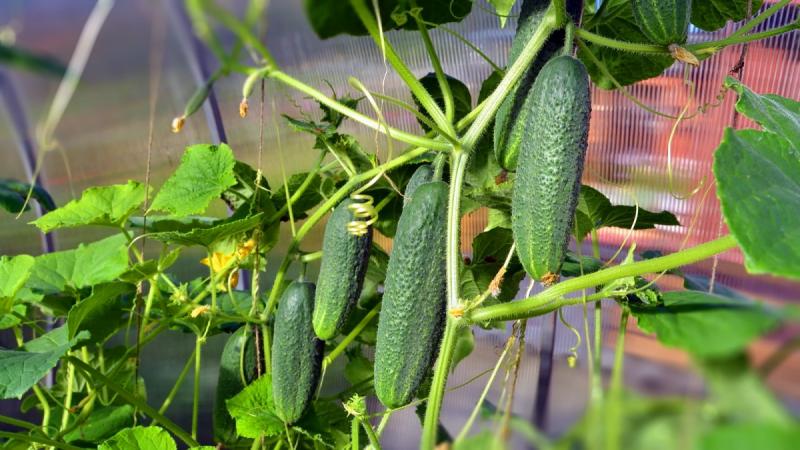 How and what to feed cucumbers for their record yield