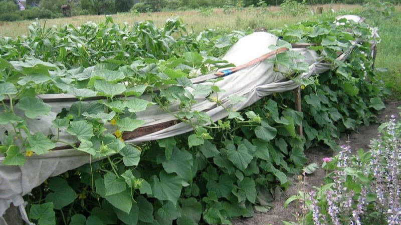 How and what to feed cucumbers for their record yield
