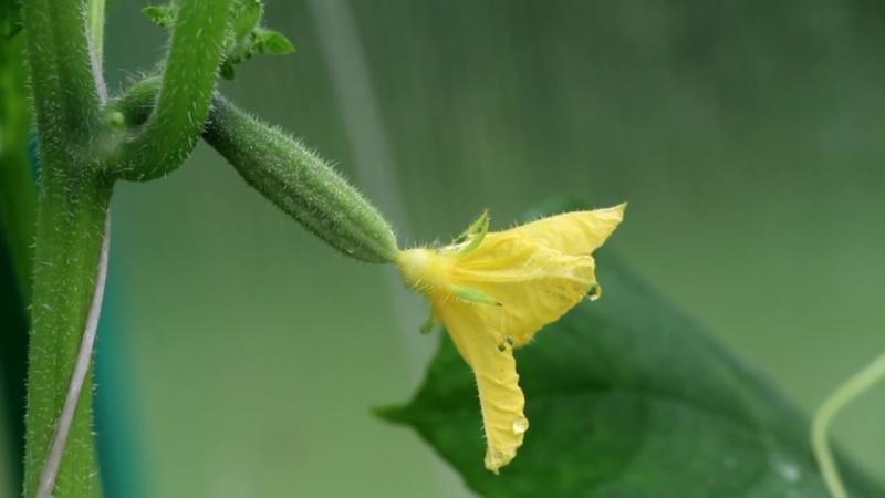How and what to feed cucumbers for their record yield