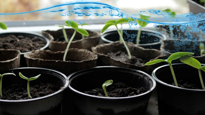 How and what to feed cucumbers for their record yield