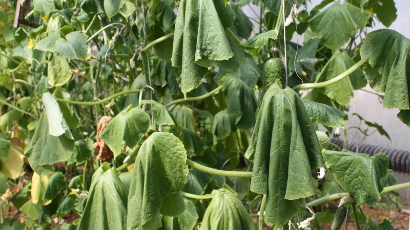 How and what to feed cucumbers for their record yield