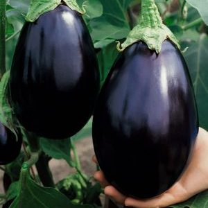Why summer residents like the Black Handsome eggplant variety and how to grow it