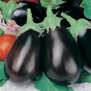 Why summer residents like the Black Handsome eggplant variety and how to grow it