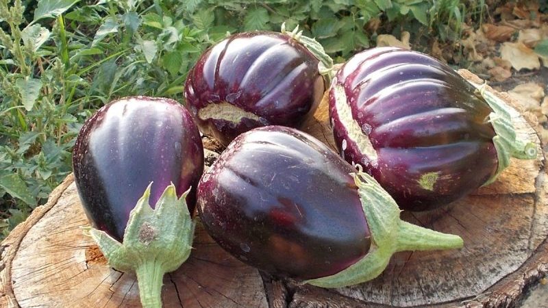 Why summer residents like the Black Handsome eggplant variety and how to grow it