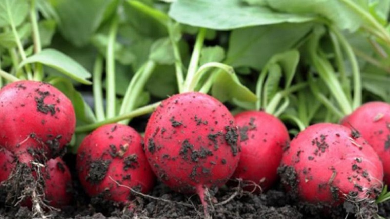 We make harvesting radish for the winter by freezing and in other ways