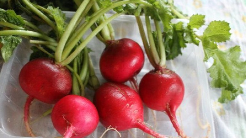We make harvesting radish for the winter by freezing and in other ways