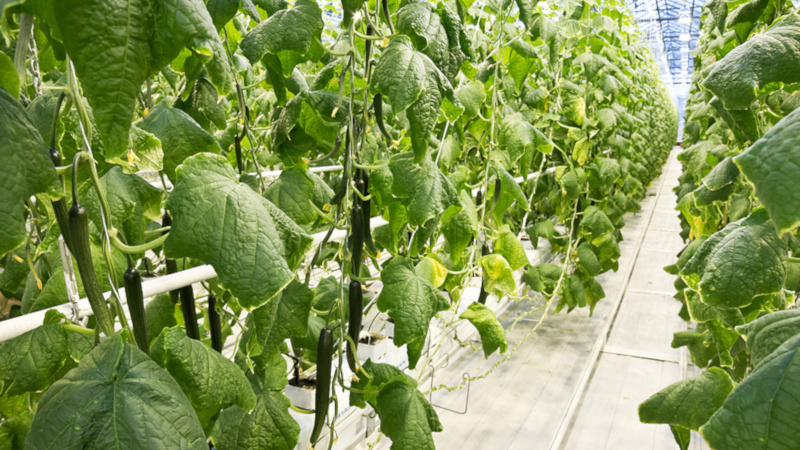 What are nitrogen fertilizers for cucumbers in a greenhouse for? What are they and how to apply them correctly?
