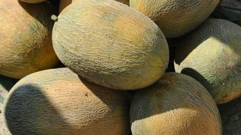 A favorite of summer residents, Amal melon hybrid tastes great and is resistant to diseases