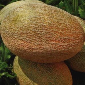 A favorite of summer residents, Amal melon hybrid tastes great and is resistant to diseases