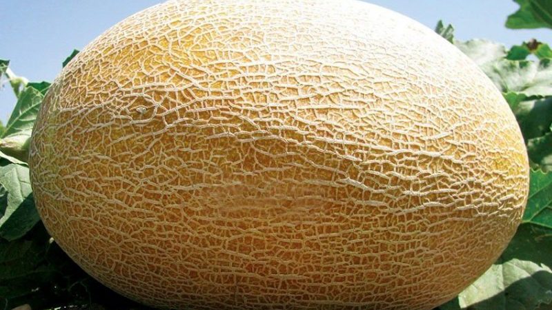 A favorite of summer residents, Amal melon hybrid tastes great and is resistant to diseases