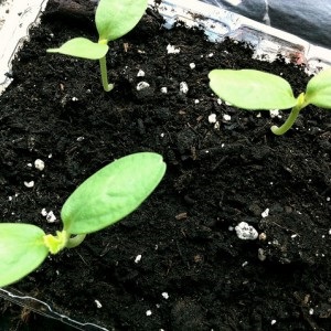 Exotic cantaloupe Cantaloupe: an overview of a variety with amazing taste and aroma
