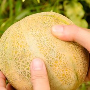 What to do if the melon is not ripe: storage rules for ripening fruits and tips for choosing