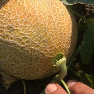 What to do if the melon is not ripe: storage rules for ripening fruits and tips for choosing