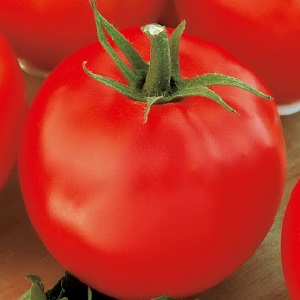 A favorite of summer residents with high yields and an excellent reputation - Bourgeois tomato for open ground and greenhouses
