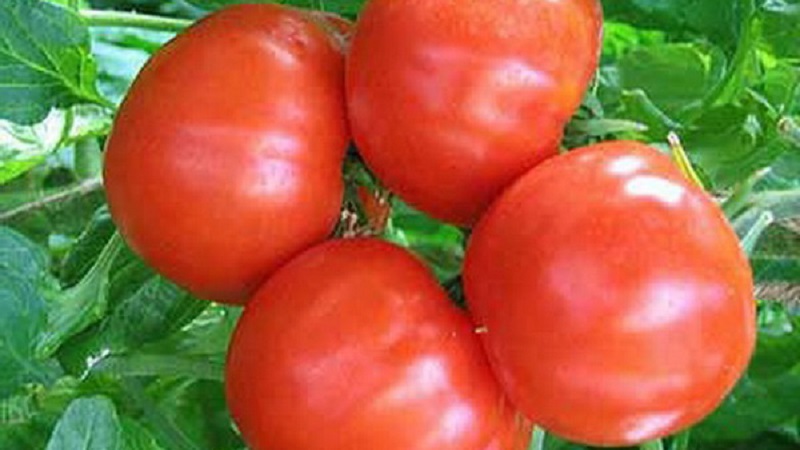 A favorite of summer residents with high yields and an excellent reputation - Bourgeois tomato for open ground and greenhouses