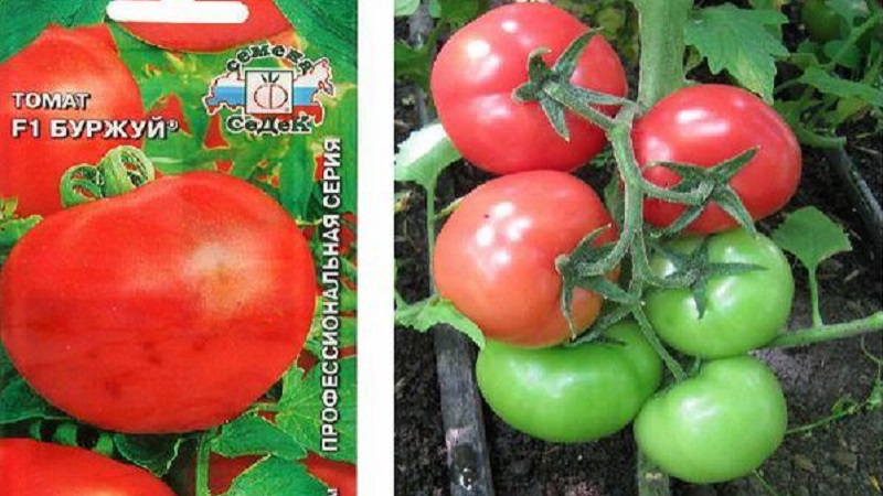 A favorite of summer residents with high yields and an excellent reputation - Bourgeois tomato for open ground and greenhouses